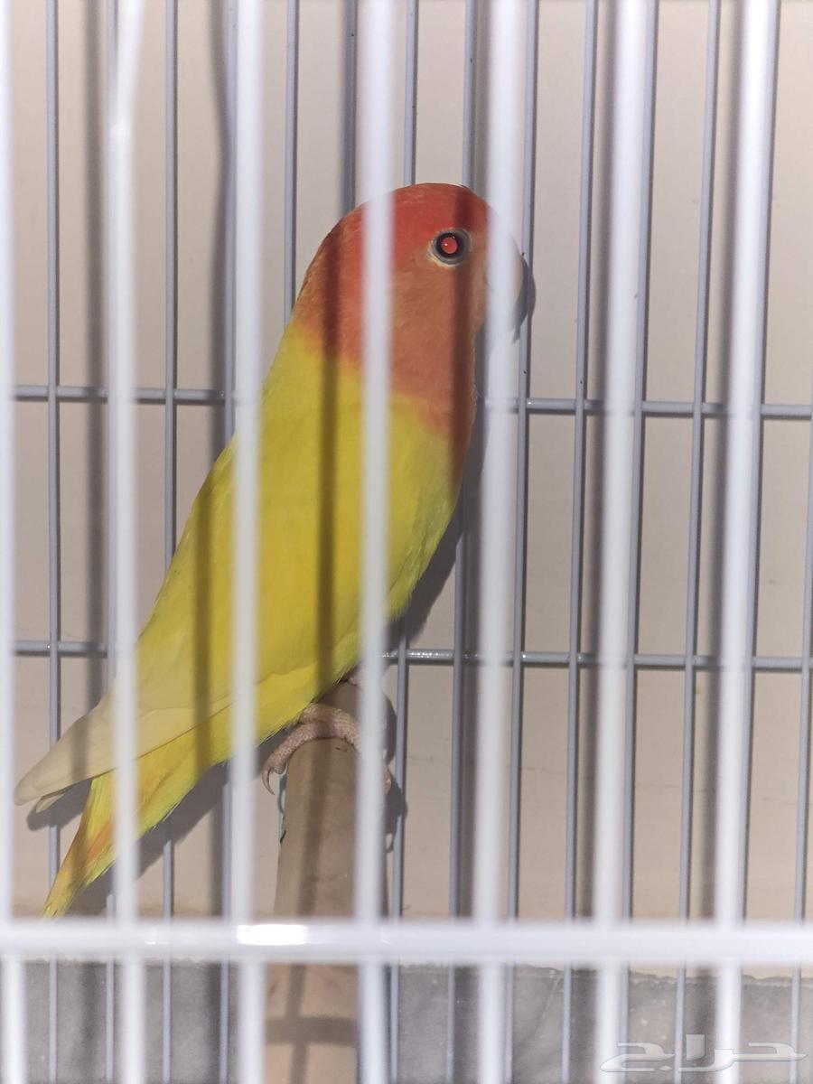 طيور روز أوبلاين64555729718658110