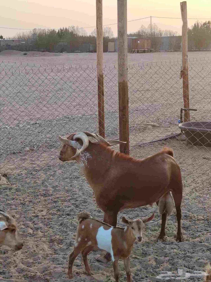 معزا دهم دفيع مقربات ( تم البيع)64559295038721114