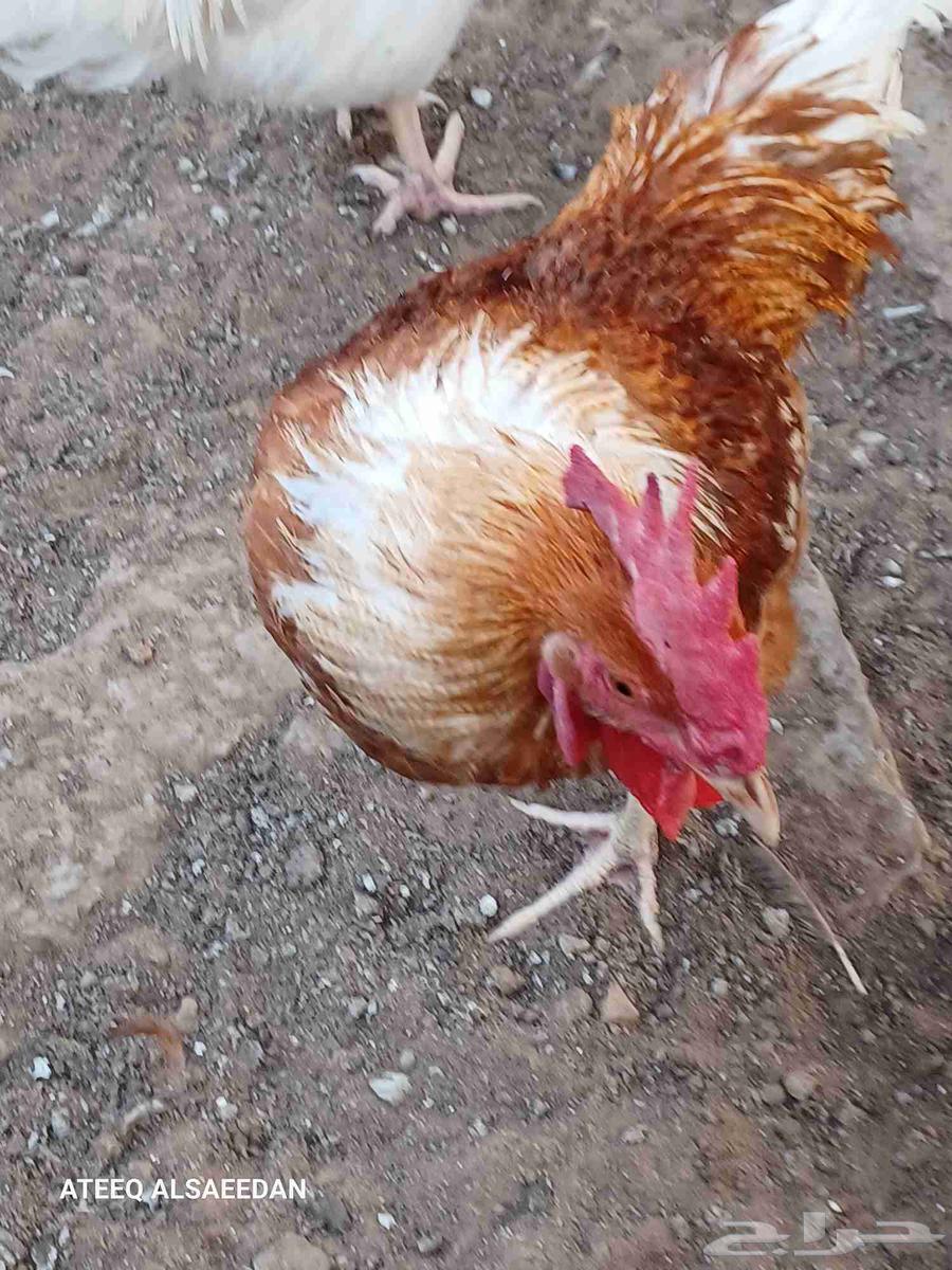 ديك لوهمان صافي64555026384897111