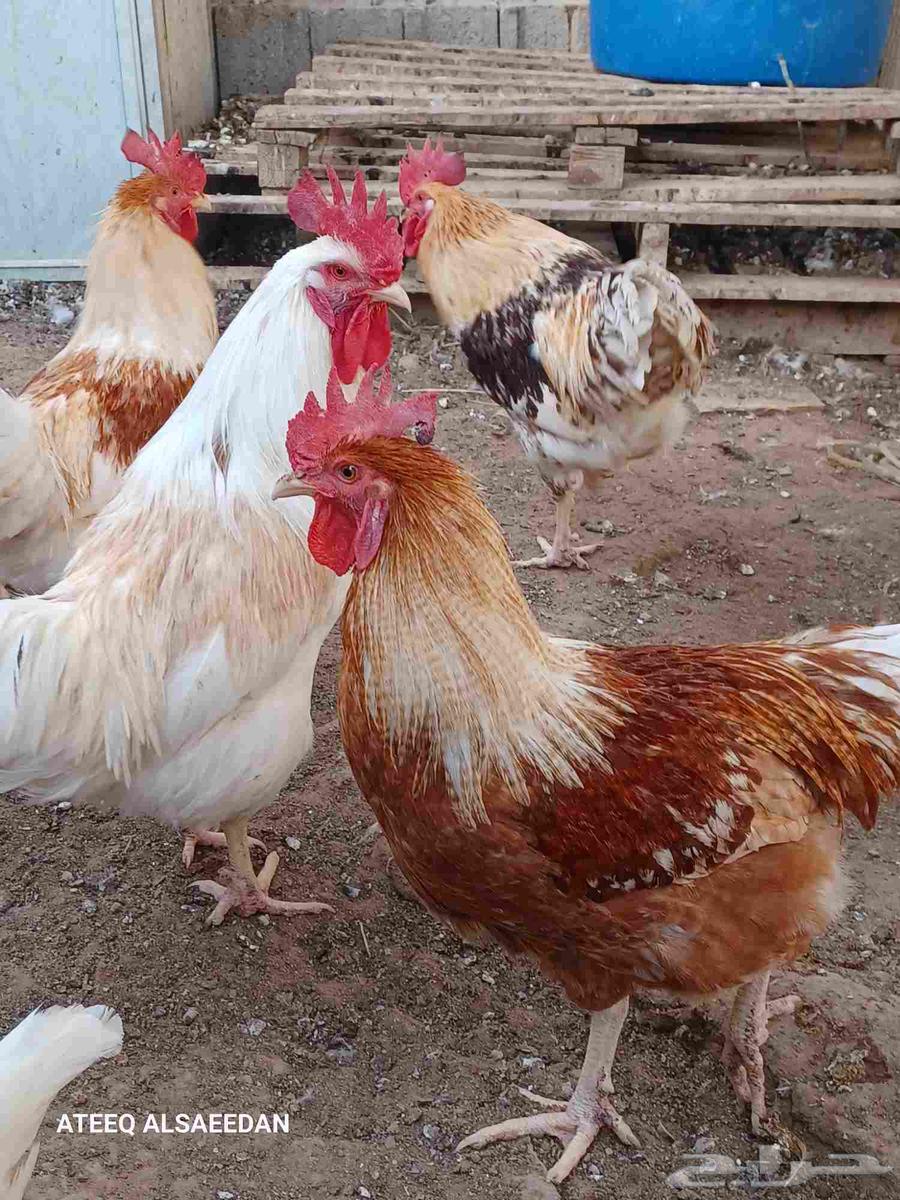 ديك لوهمان صافي64555026384897114