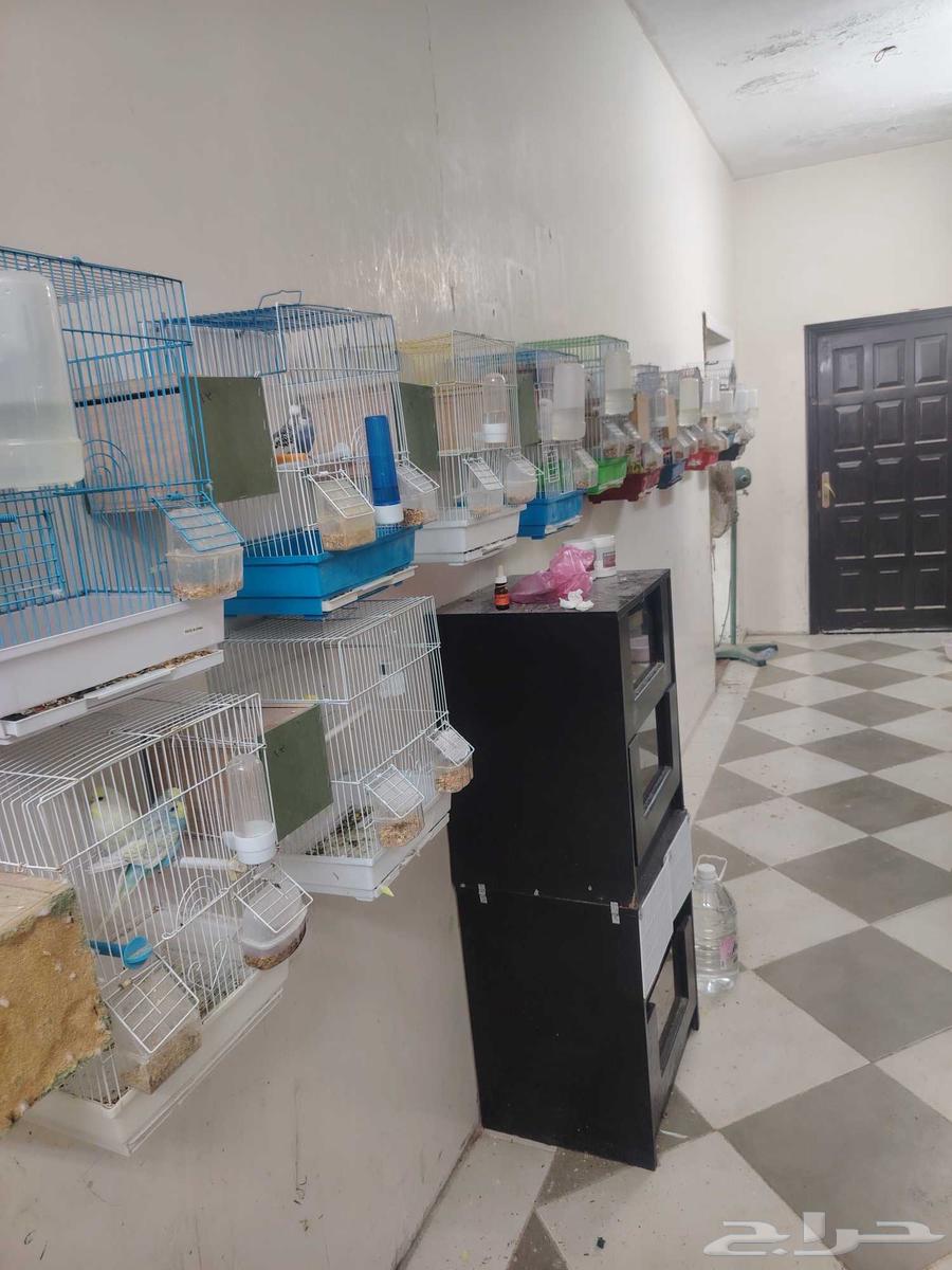 Badji pairs product number 7 pair64561375920641110