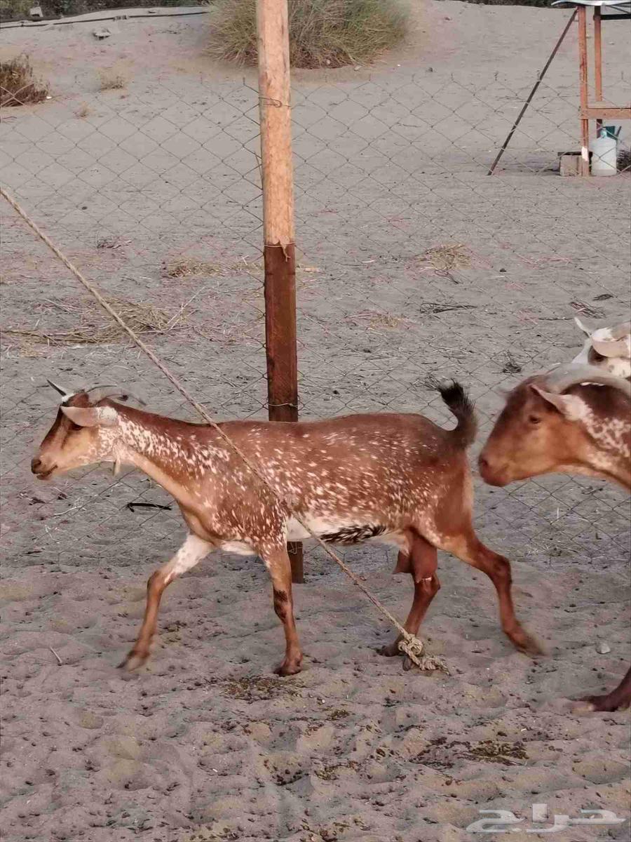 معزا دهم دفيع مقربات ( تم البيع)64559295038721113