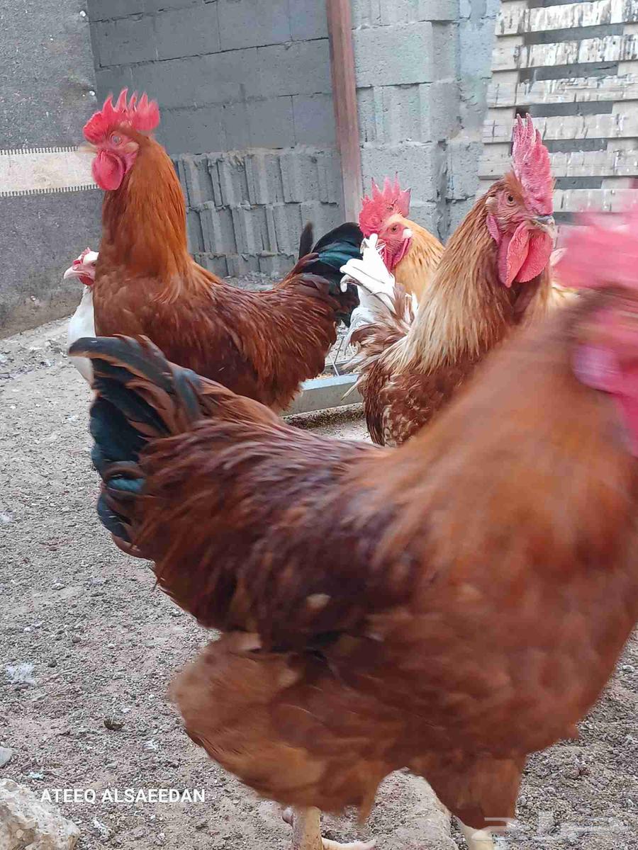 ديك لوهمان صافي64555026384897113