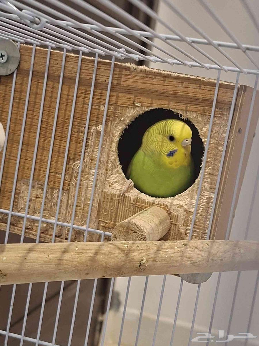 زوج بادجي للبيع64554244883843111