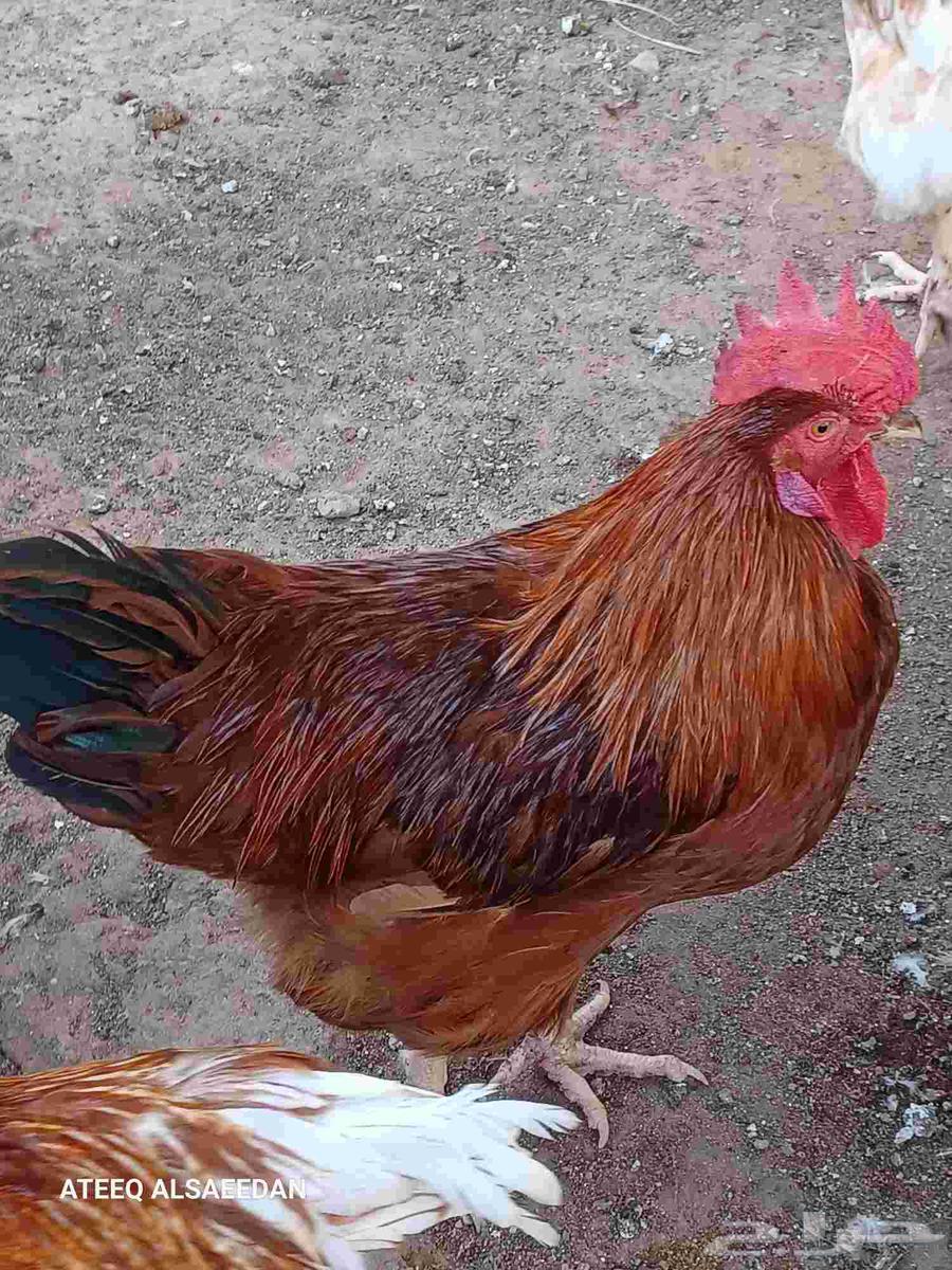 ديك لوهمان صافي64555026384897112