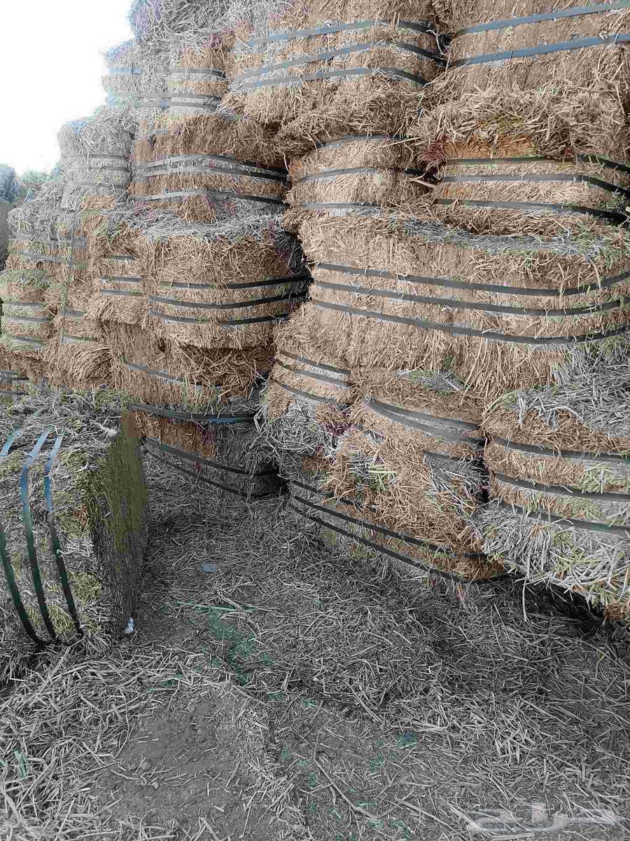 برسيم مستورد صافي شد جندير وزن 20 كيلو تقريبا64560206647170112