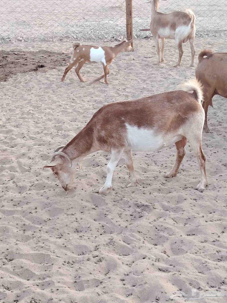 معزا دهم دفيع مقربات ( تم البيع)64559295038721111