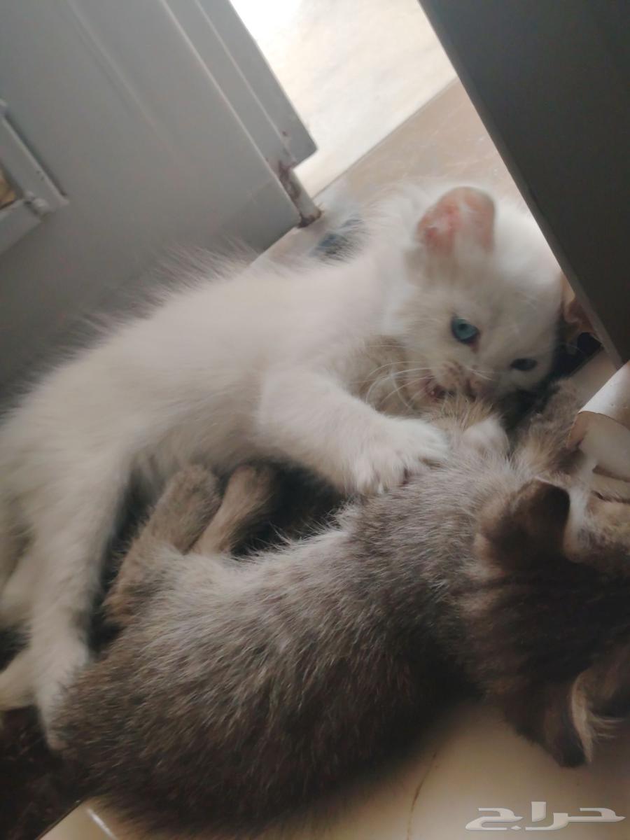 حيوانات اليفه هملايا64555249992961111