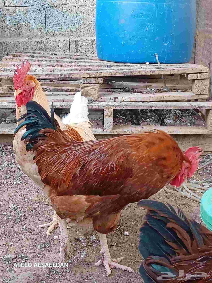 ديك لوهمان صافي64555026384897110