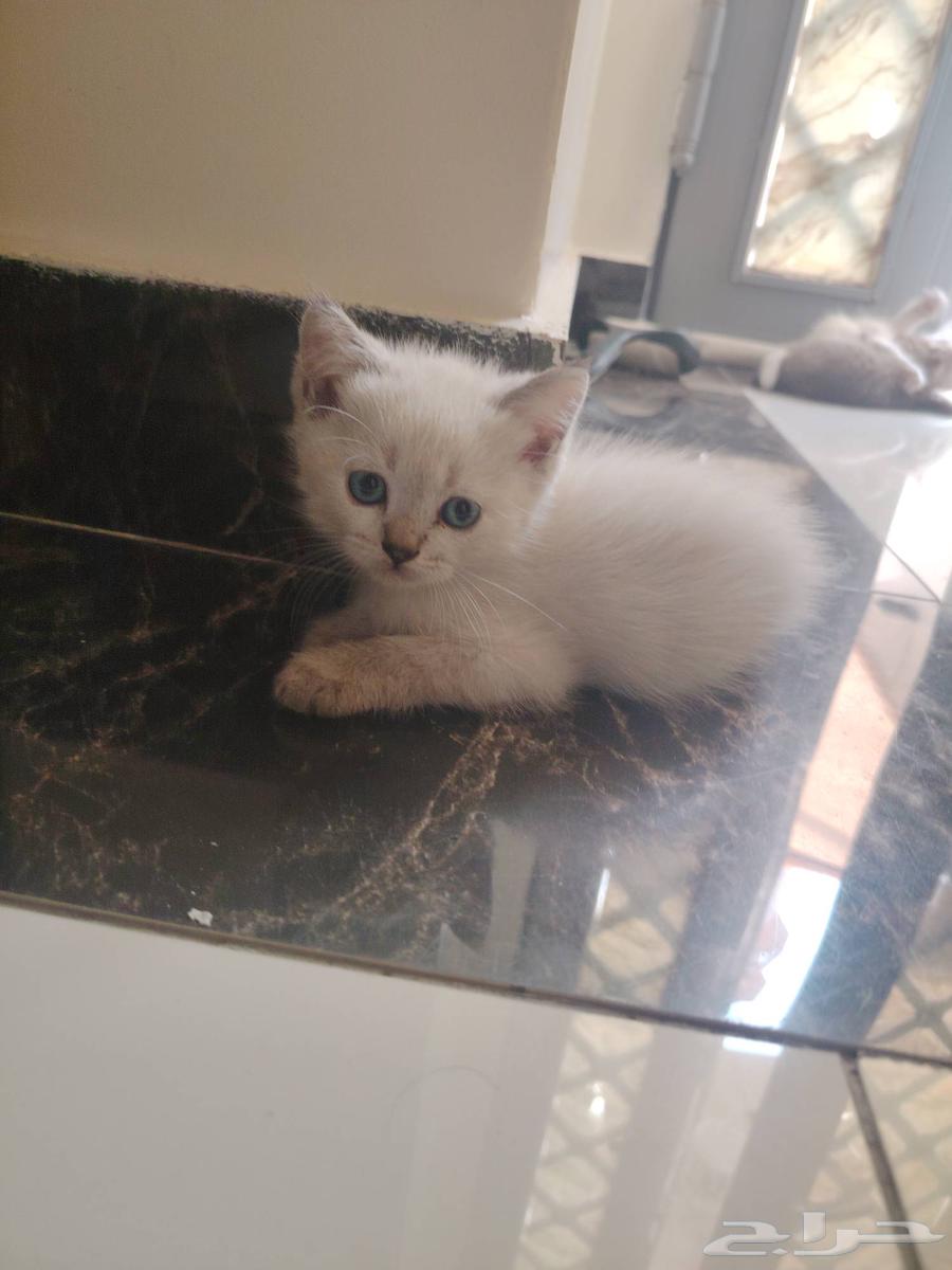 حيوانات اليفه هملايا64555249992961110