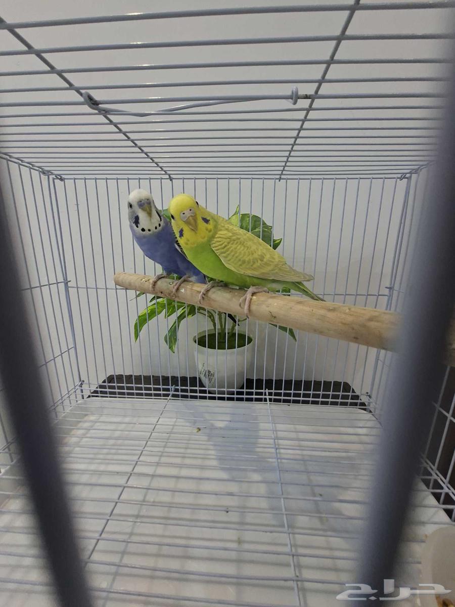 زوج بادجي للبيع64554244883843113