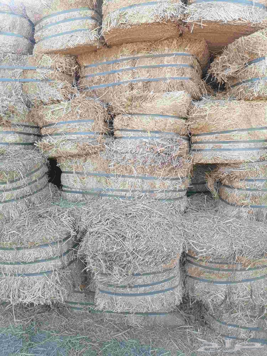 برسيم مستورد صافي شد جندير وزن 20 كيلو تقريبا64560206647170111