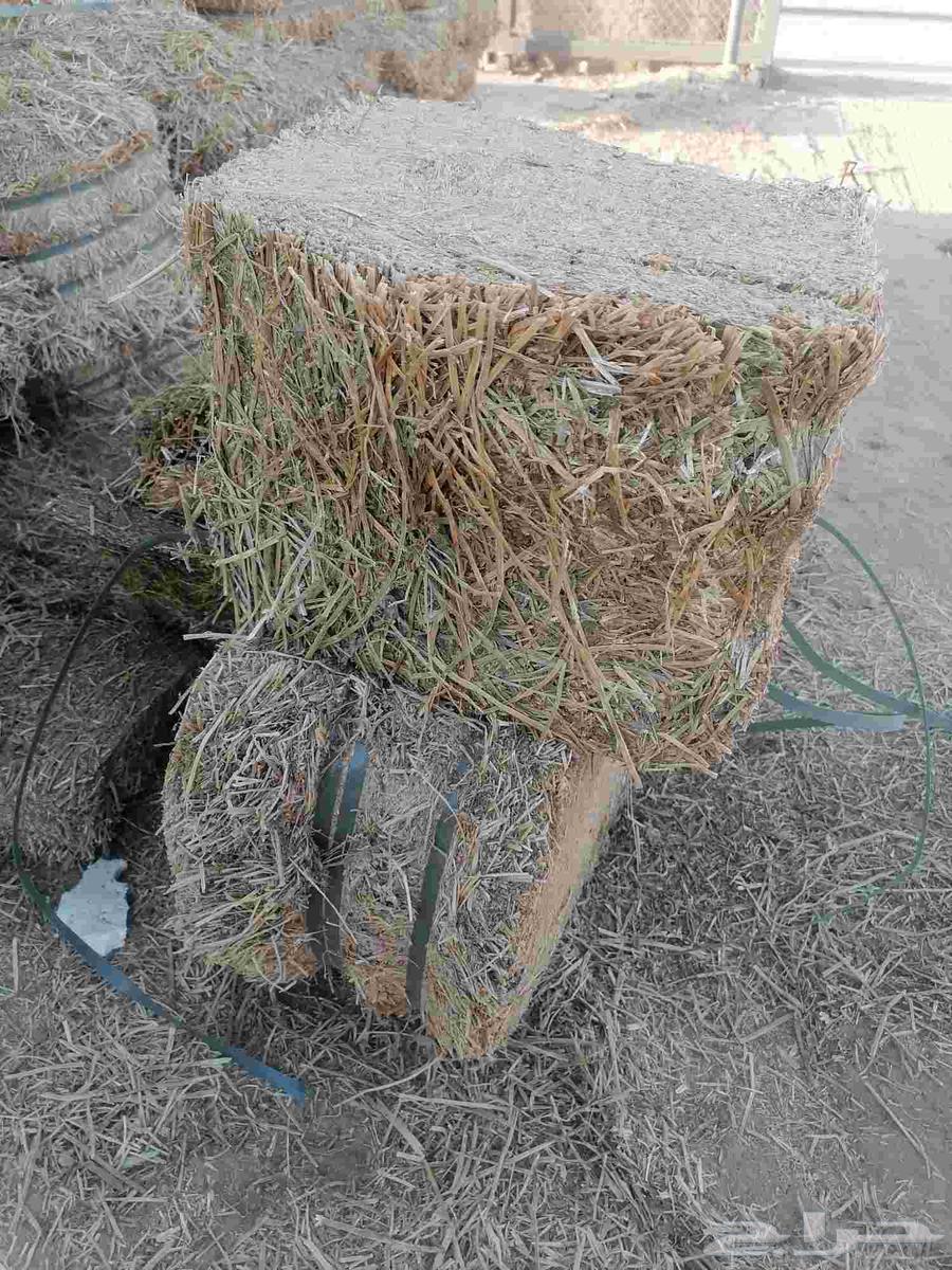 برسيم مستورد صافي شد جندير وزن 20 كيلو تقريبا64560206647170113