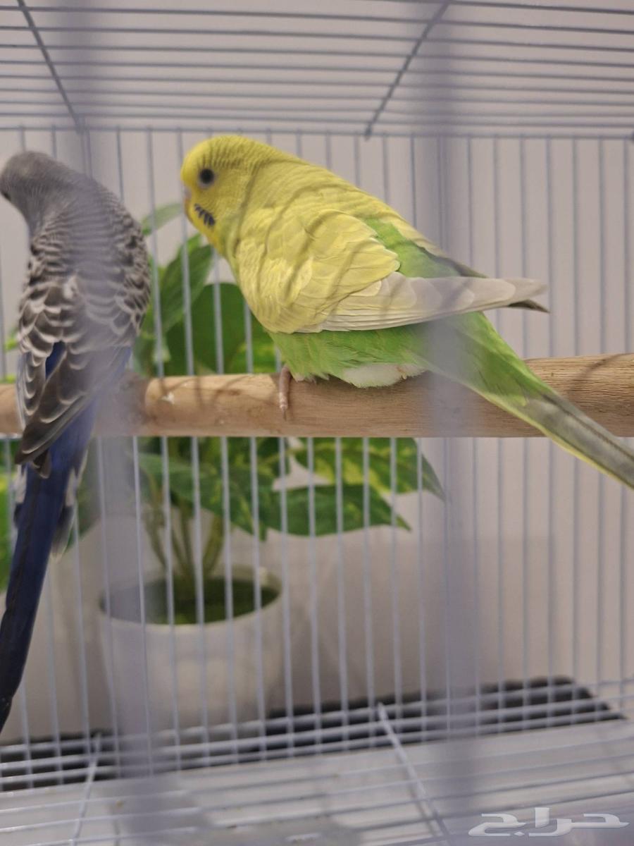 زوج بادجي للبيع64554244883843110