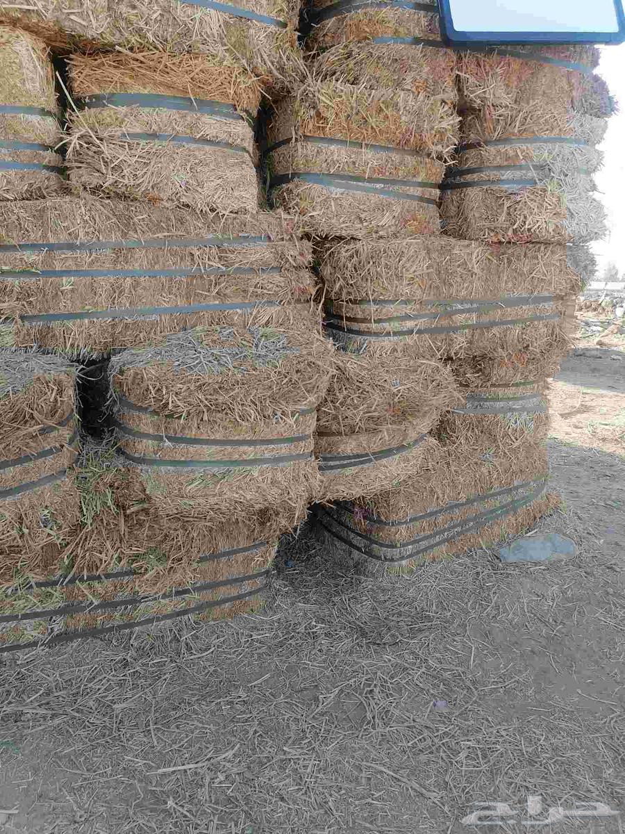 برسيم مستورد صافي شد جندير وزن 20 كيلو تقريبا64560206647170110