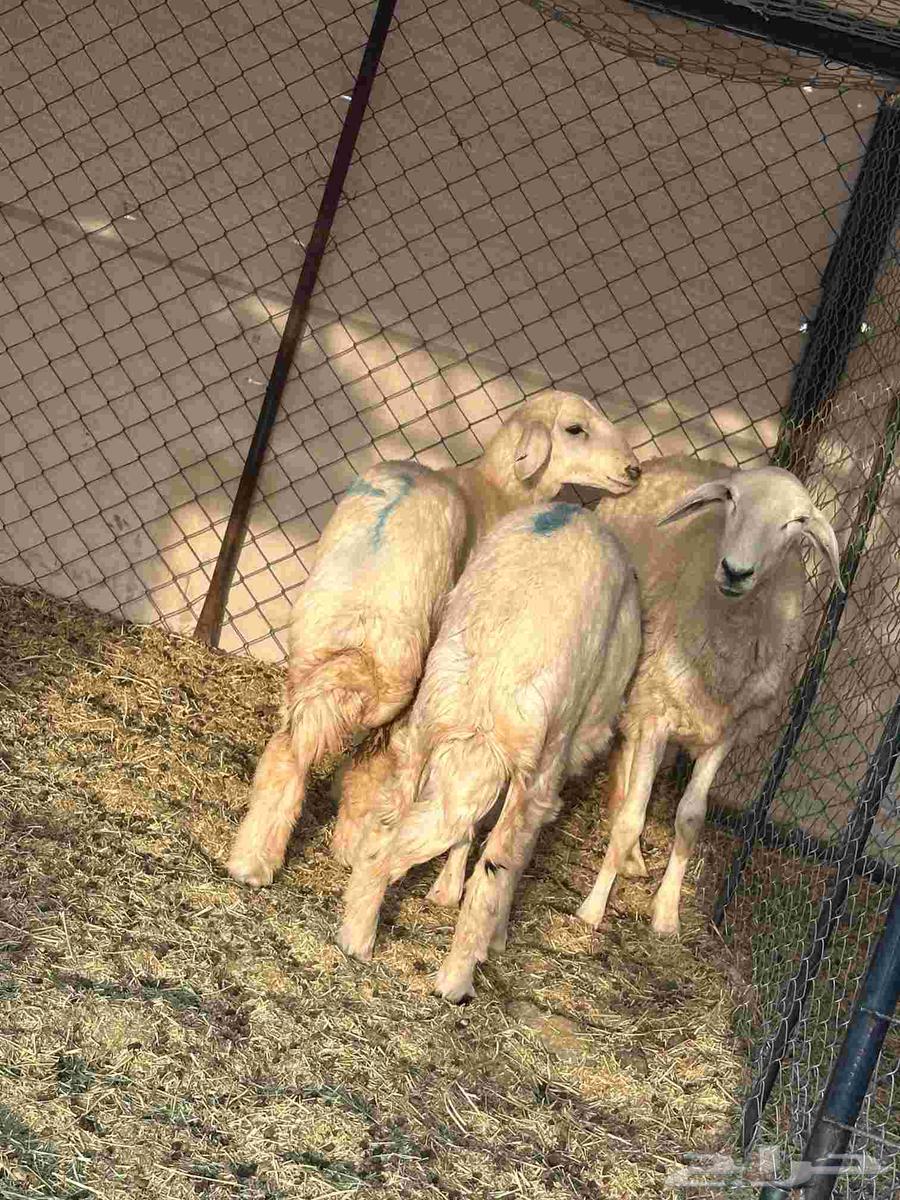 رخل حرشا ثنيه والد متاومه برخال 2 حريه64555545897729110