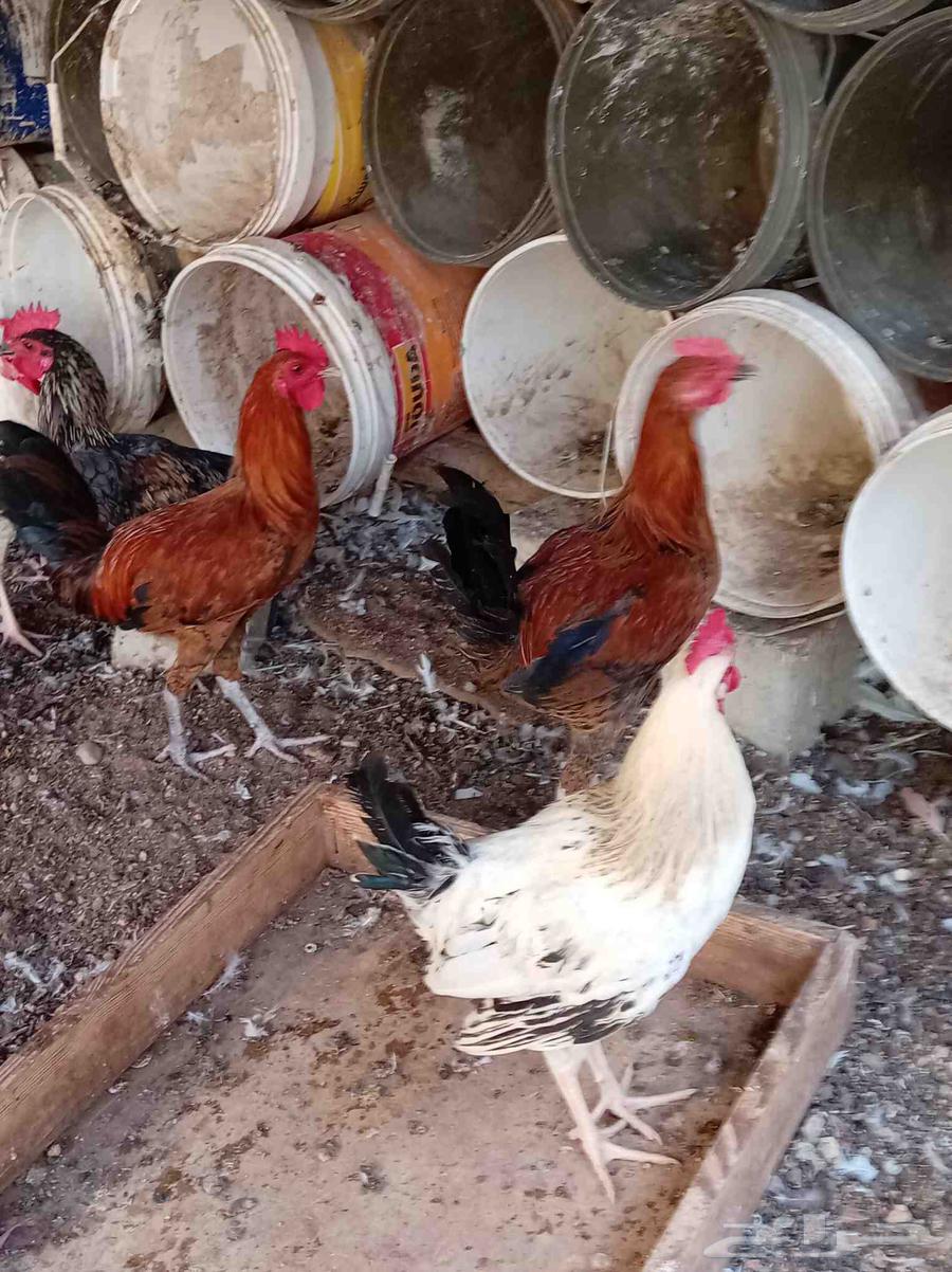 ديوك بلدي تم البيع64555588672258110