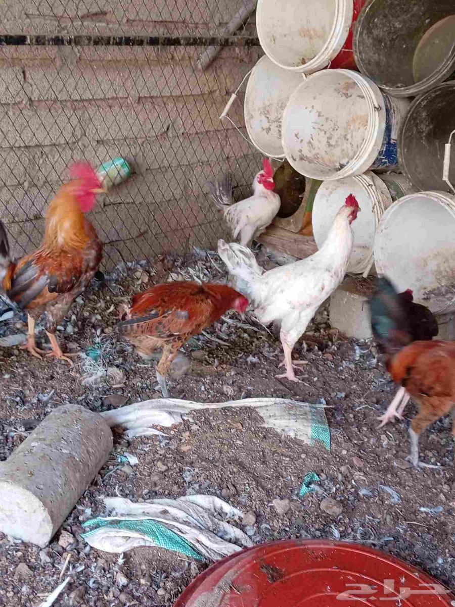 ديوك بلدي تم البيع64555588672258114