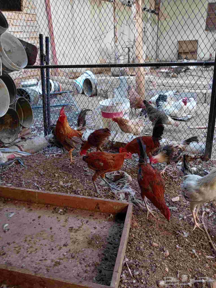 ديوك بلدي تم البيع64555588672258112