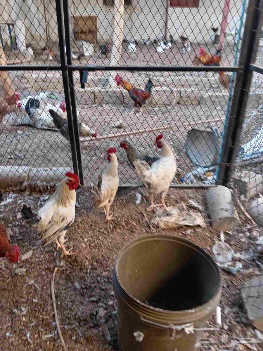 ديوك بلدي تم البيع64555588672258113