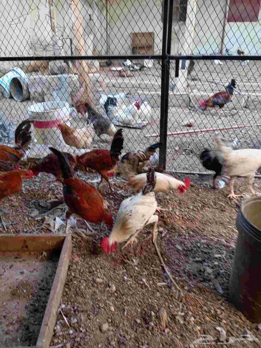 ديوك بلدي تم البيع64555588672258111