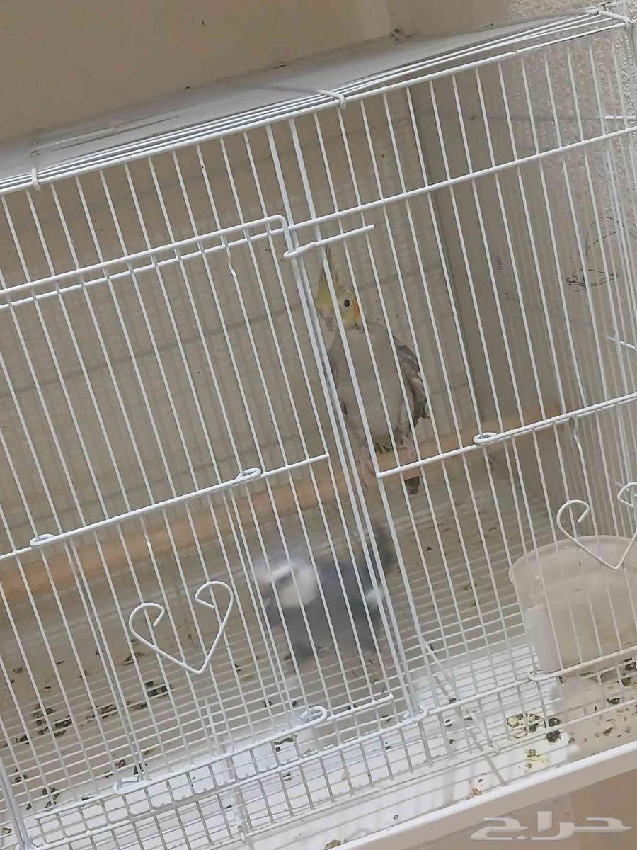 اجواز كروان64559645800323110