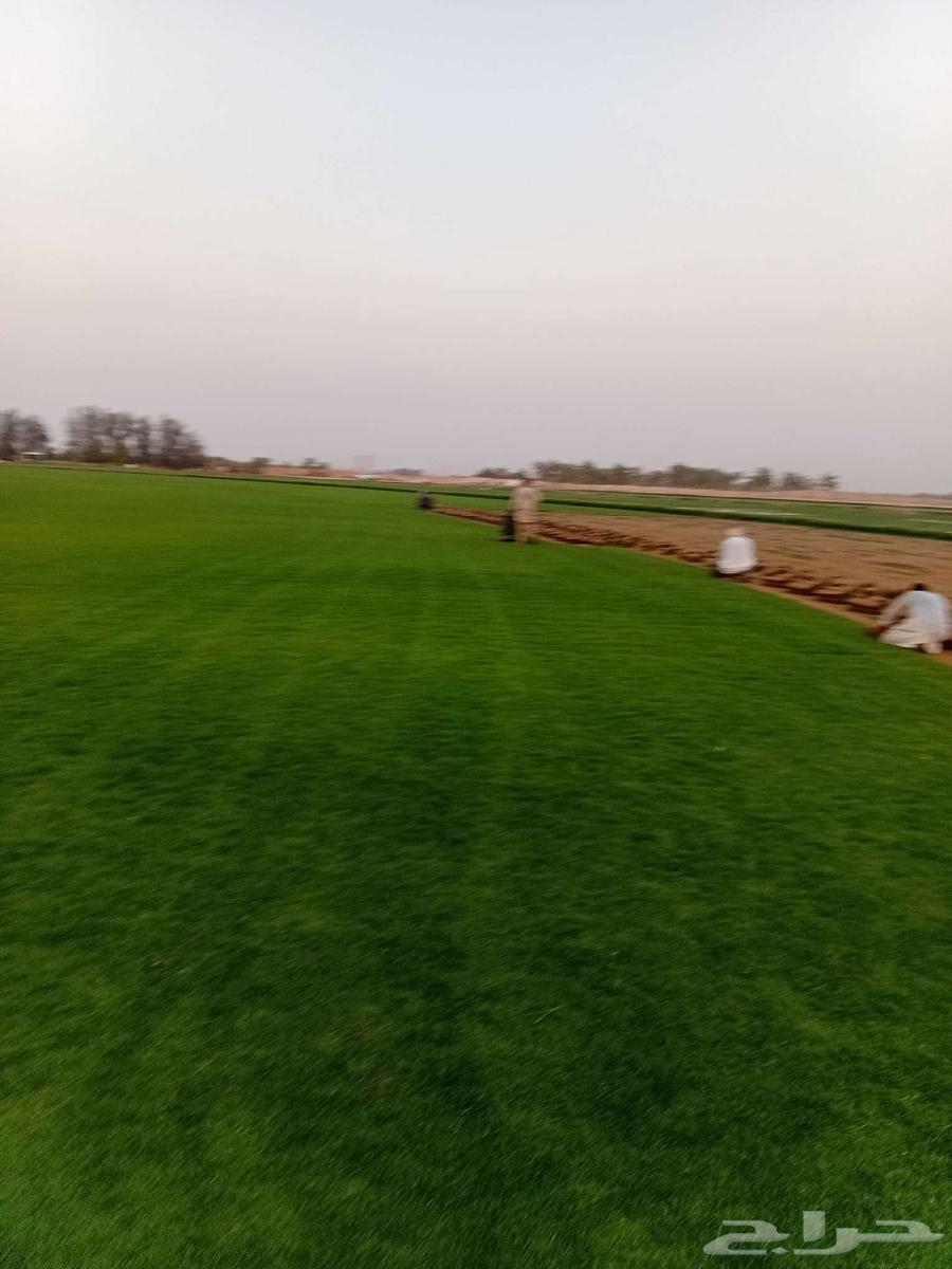 Thil C 2000 Pure and Natural, Al-Kharj Location64554885974275114