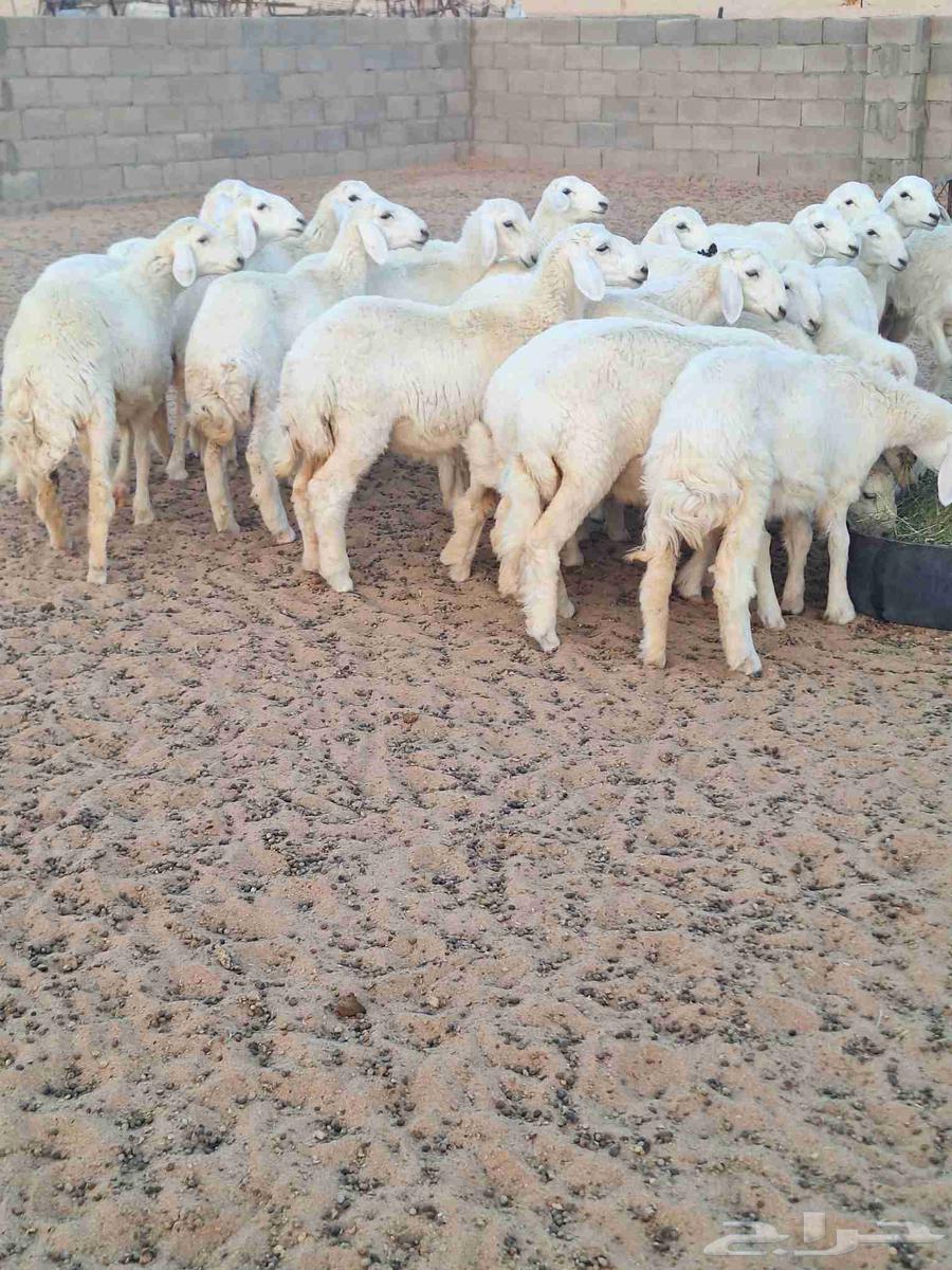 رخال مقاني صنف للبيع64560530329218112