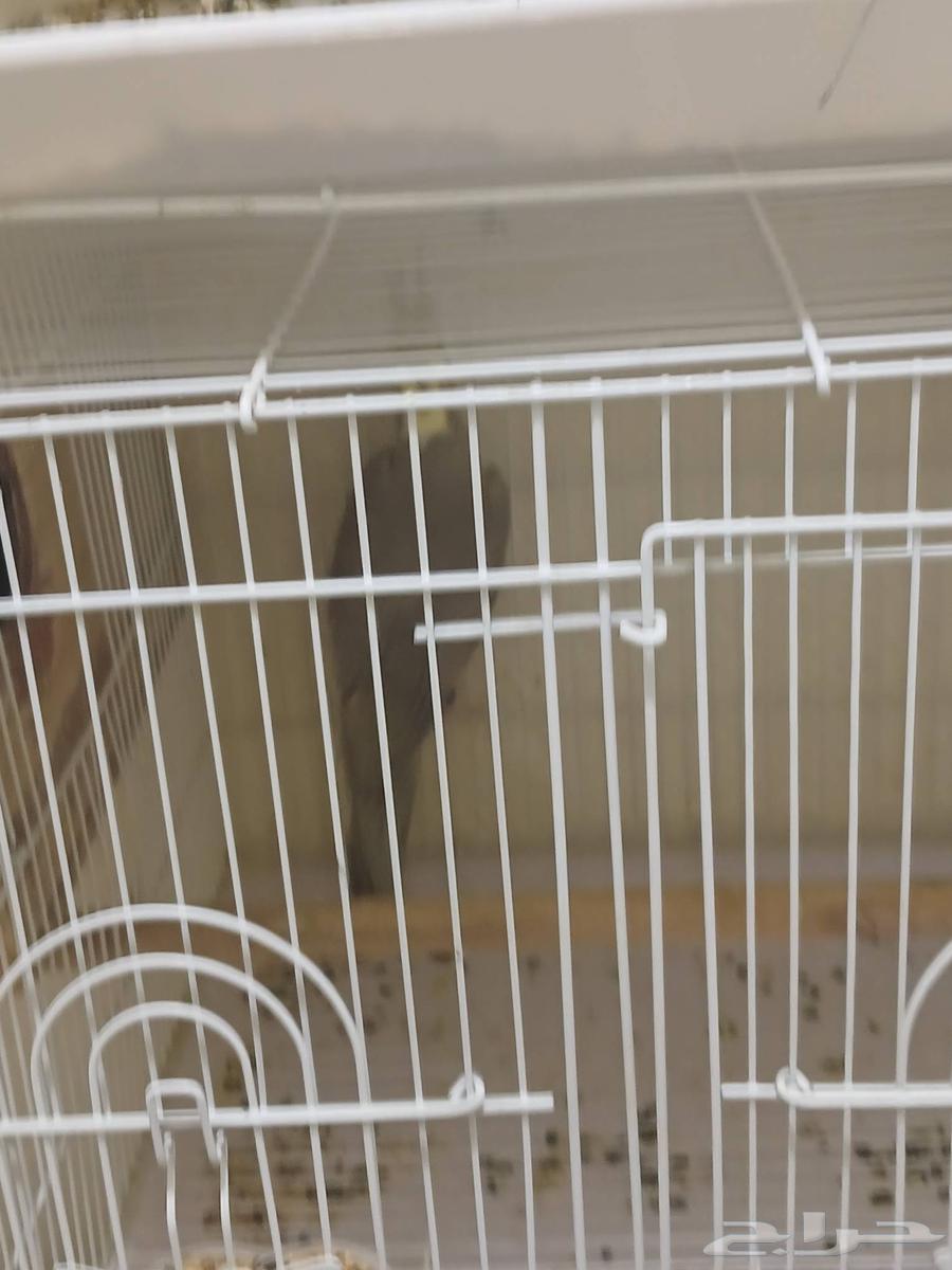 اجواز كروان64559645800323113