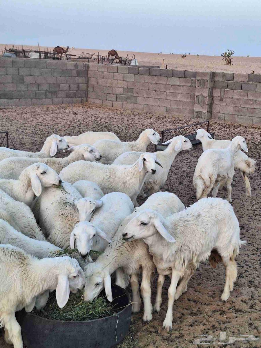 رخال مقاني صنف للبيع64560530329218111