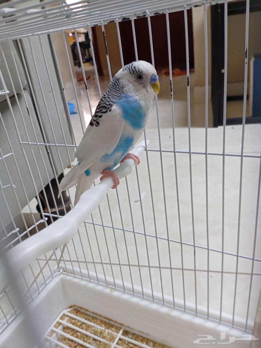 طير الحب للبيع ذكر64558211421569111