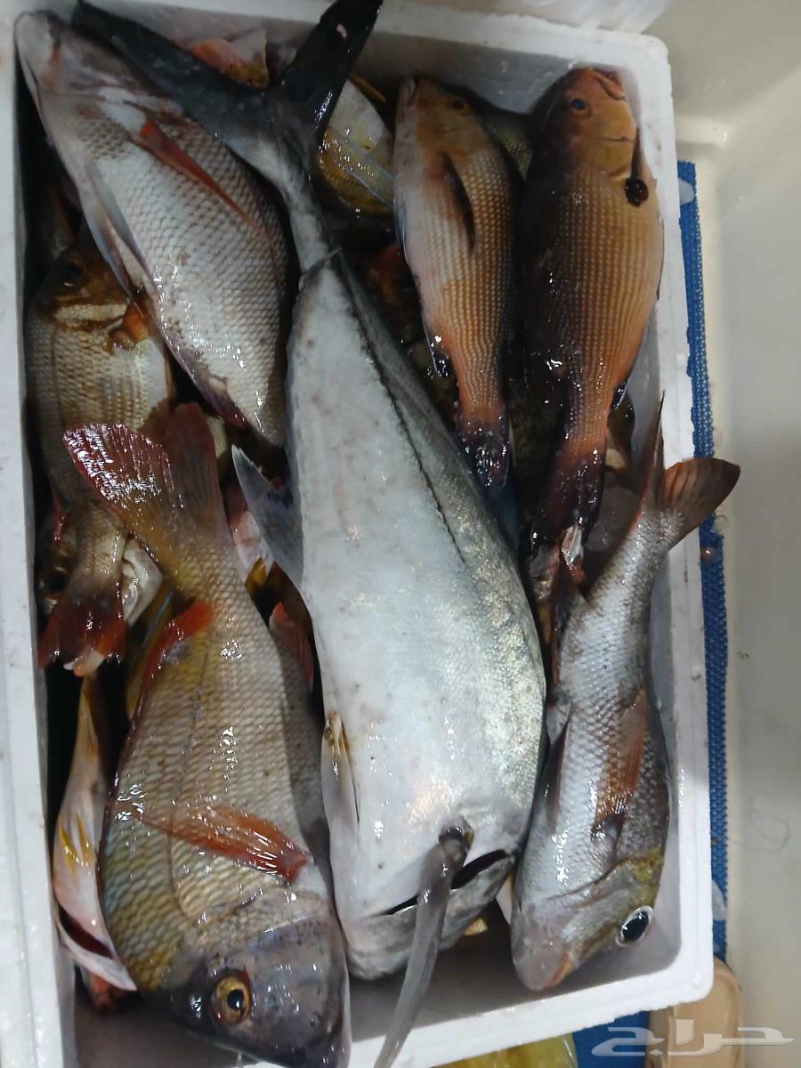 كبتن محمد للرحلات البحريه صيد وبياض وخور64558363766530112