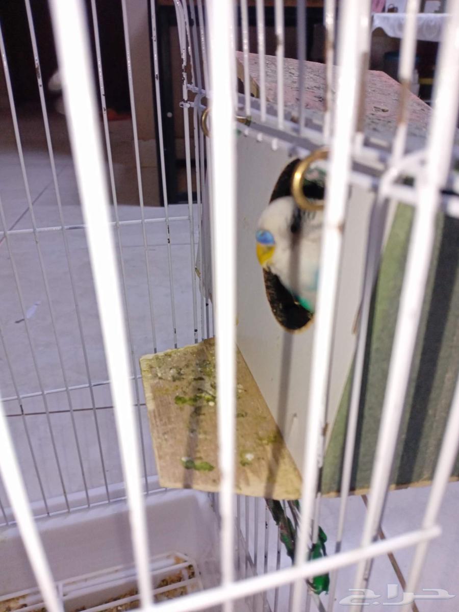 طير الحب للبيع ذكر64558211421569112