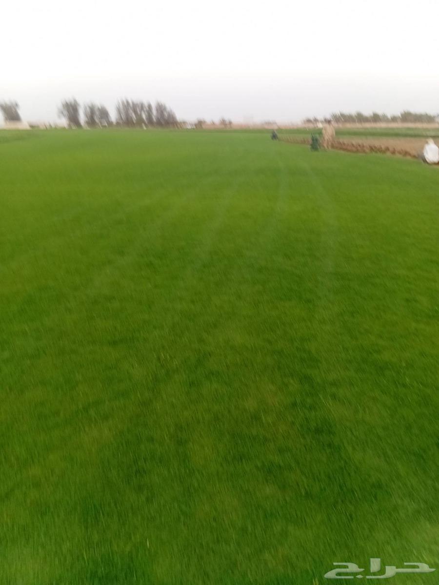 Thil C 2000 Pure and Natural, Al-Kharj Location64554885974275112