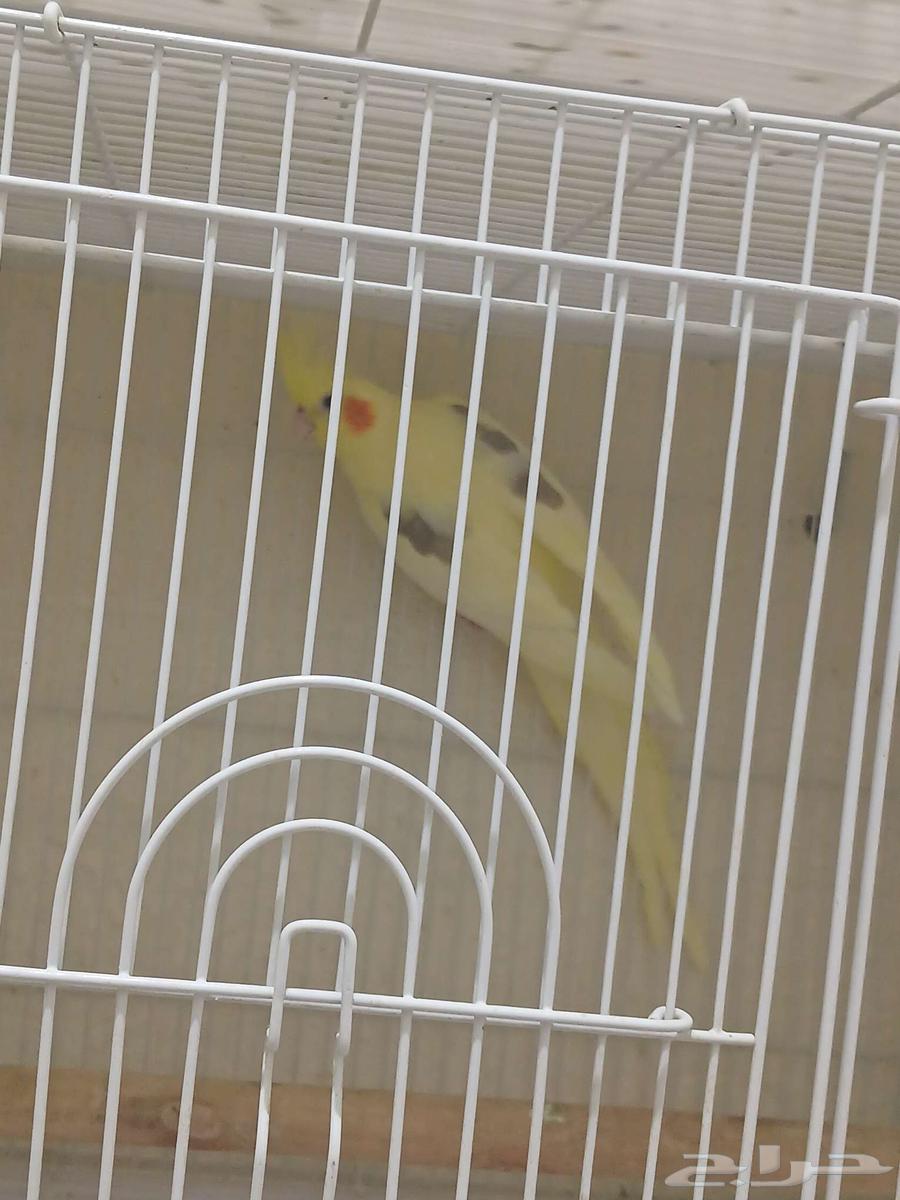 اجواز كروان64559645800323114