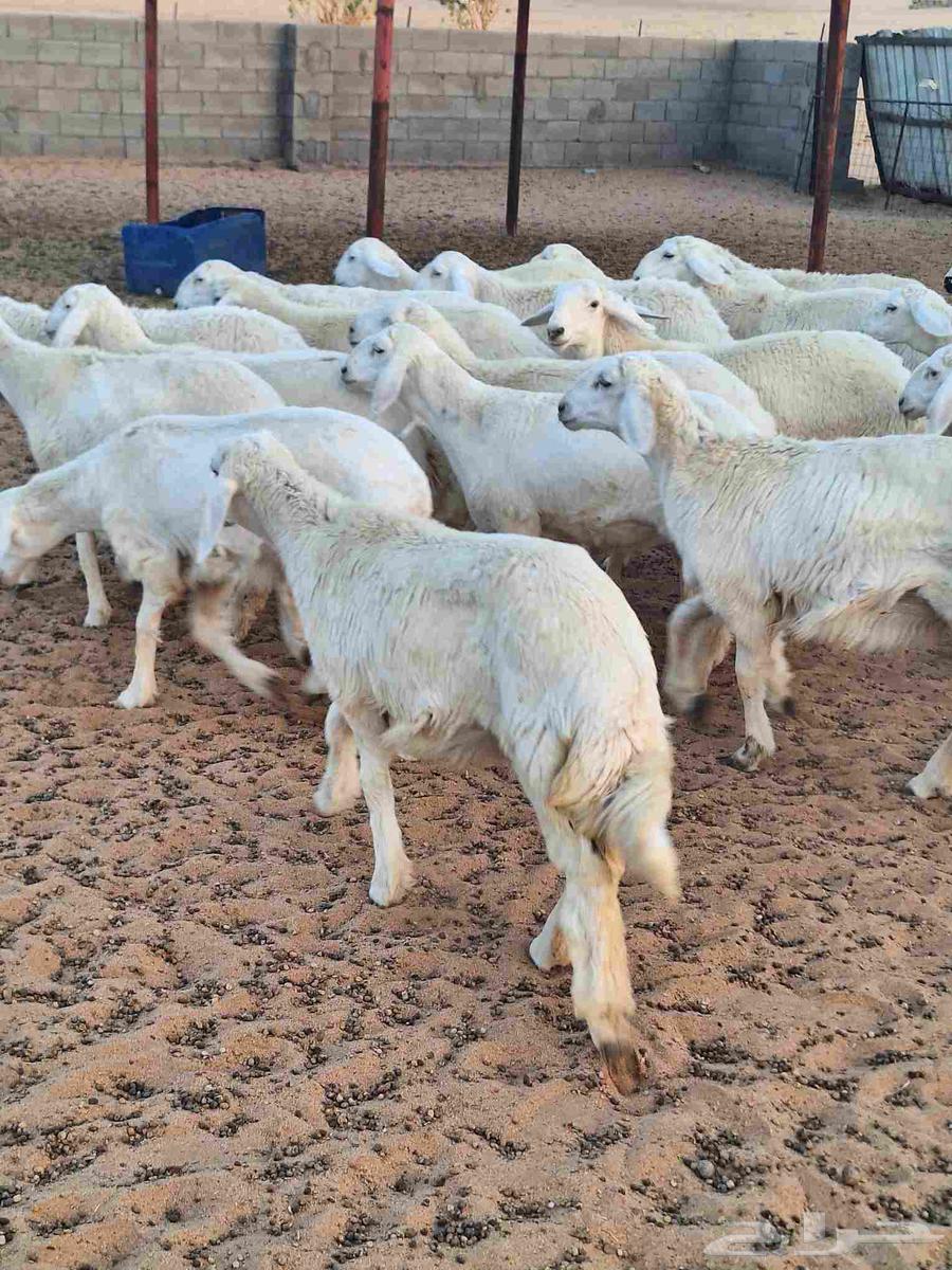 رخال مقاني صنف للبيع64560530329218113