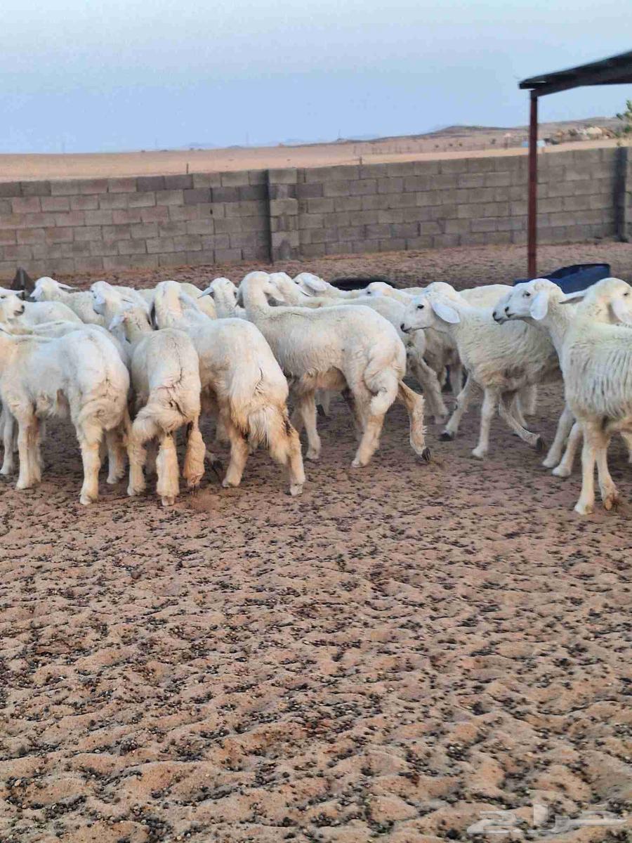 رخال مقاني صنف للبيع64560530329218110