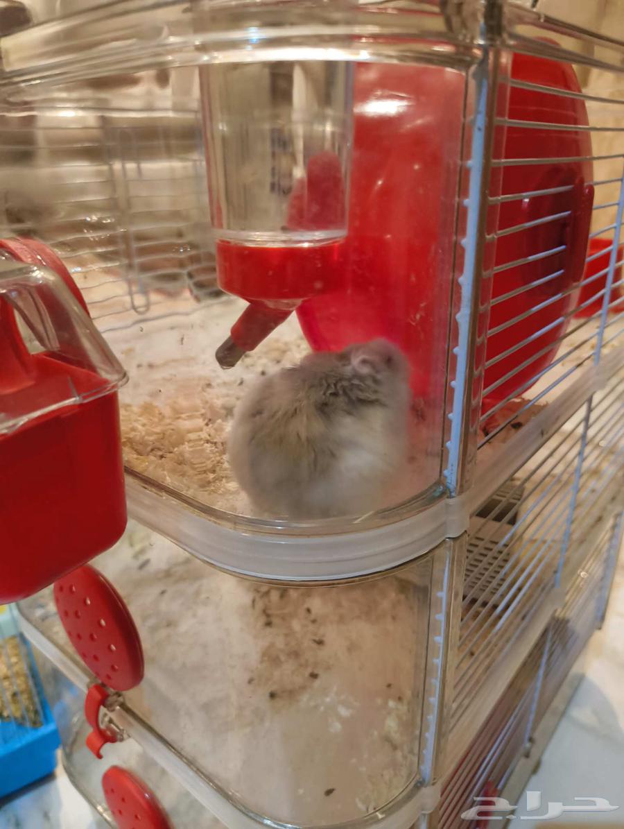 هامستر روسي للبيع64560698478595113