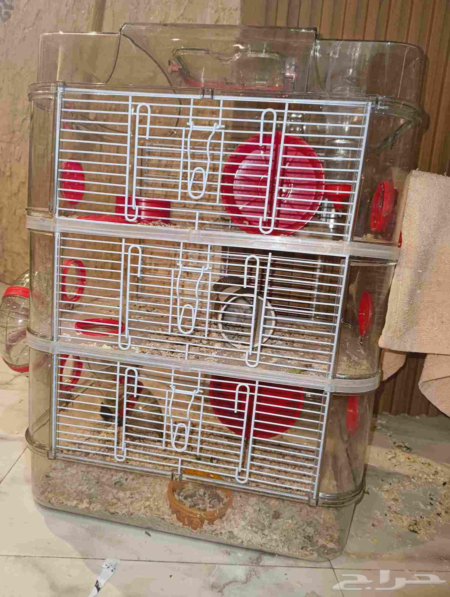 هامستر روسي للبيع64560698478595110