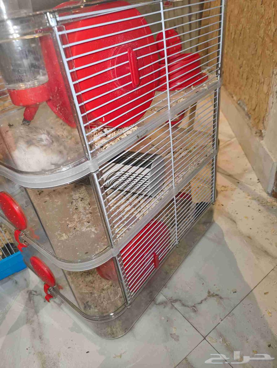 هامستر روسي للبيع64560698478595111