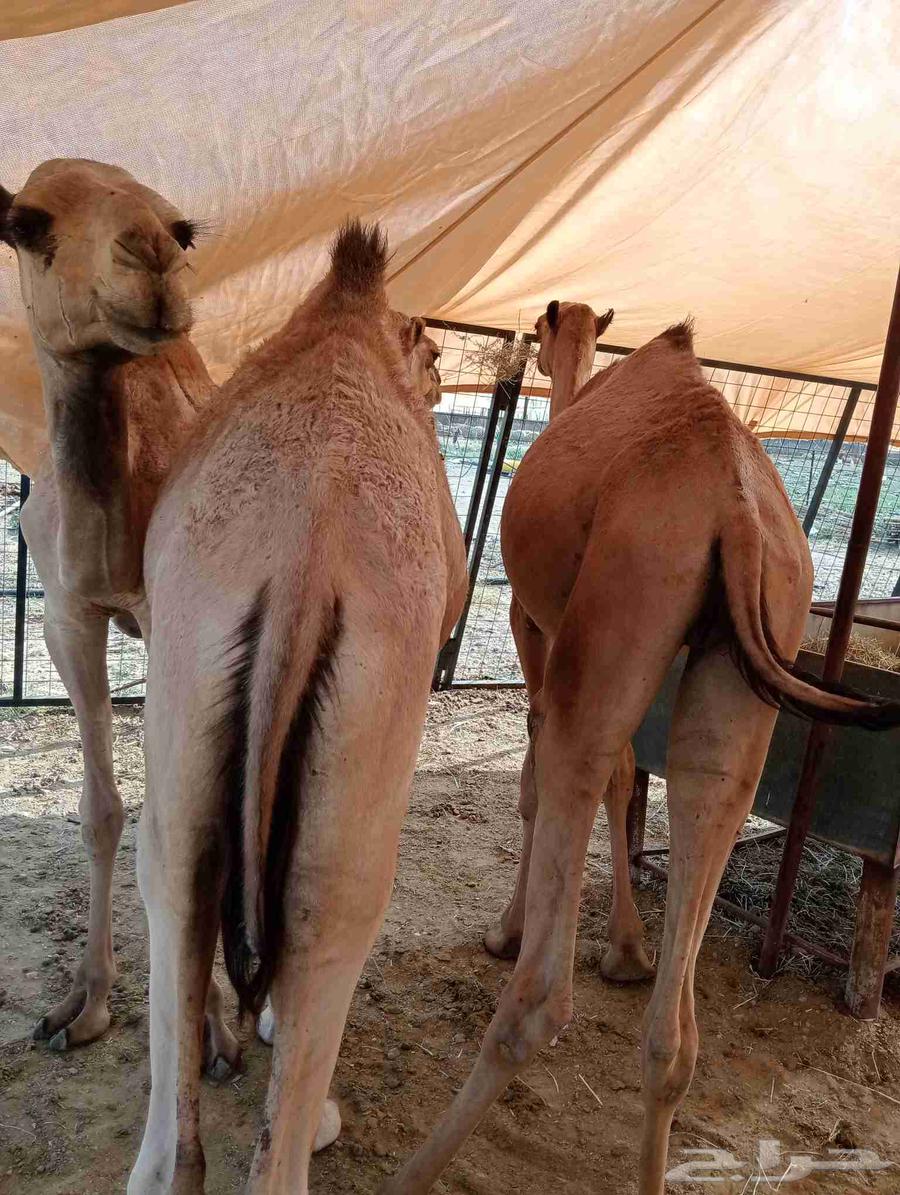 Our location Al Bahah, Riyadh, Jeddah64556342455939112