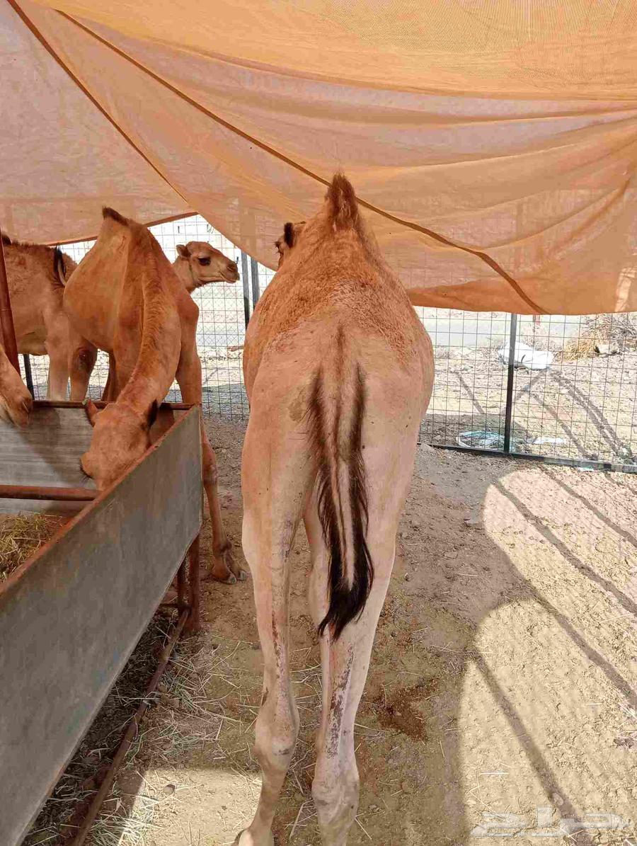 Our location Al Bahah, Riyadh, Jeddah64556342455939113