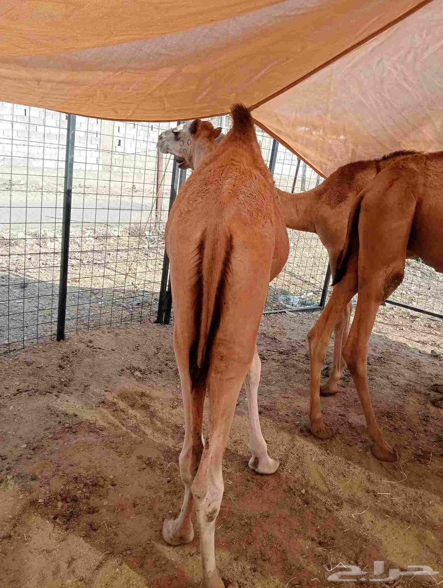 Our location Al Bahah, Riyadh, Jeddah64556342455939114