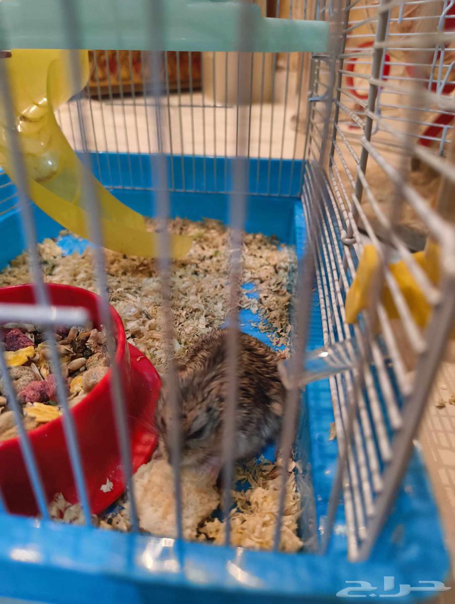 هامستر روسي للبيع64560698478595112