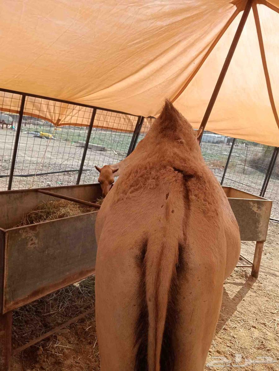 Our location Al Bahah, Riyadh, Jeddah64556342455939111