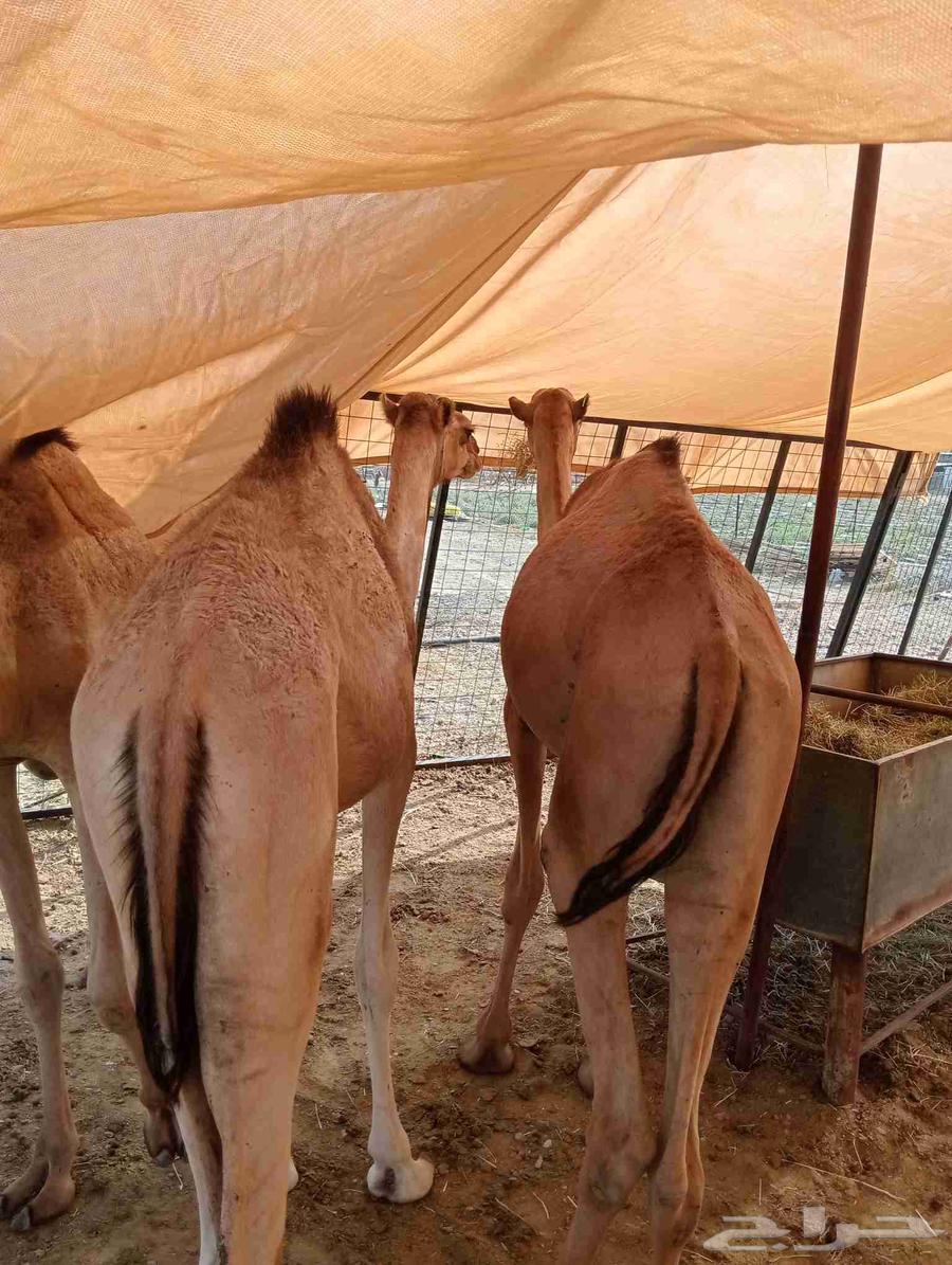 Our location Al Bahah, Riyadh, Jeddah64556342455939110