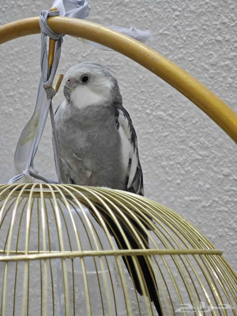 كروان 400 يوجد فيديوهات هو يغني64556847167107113