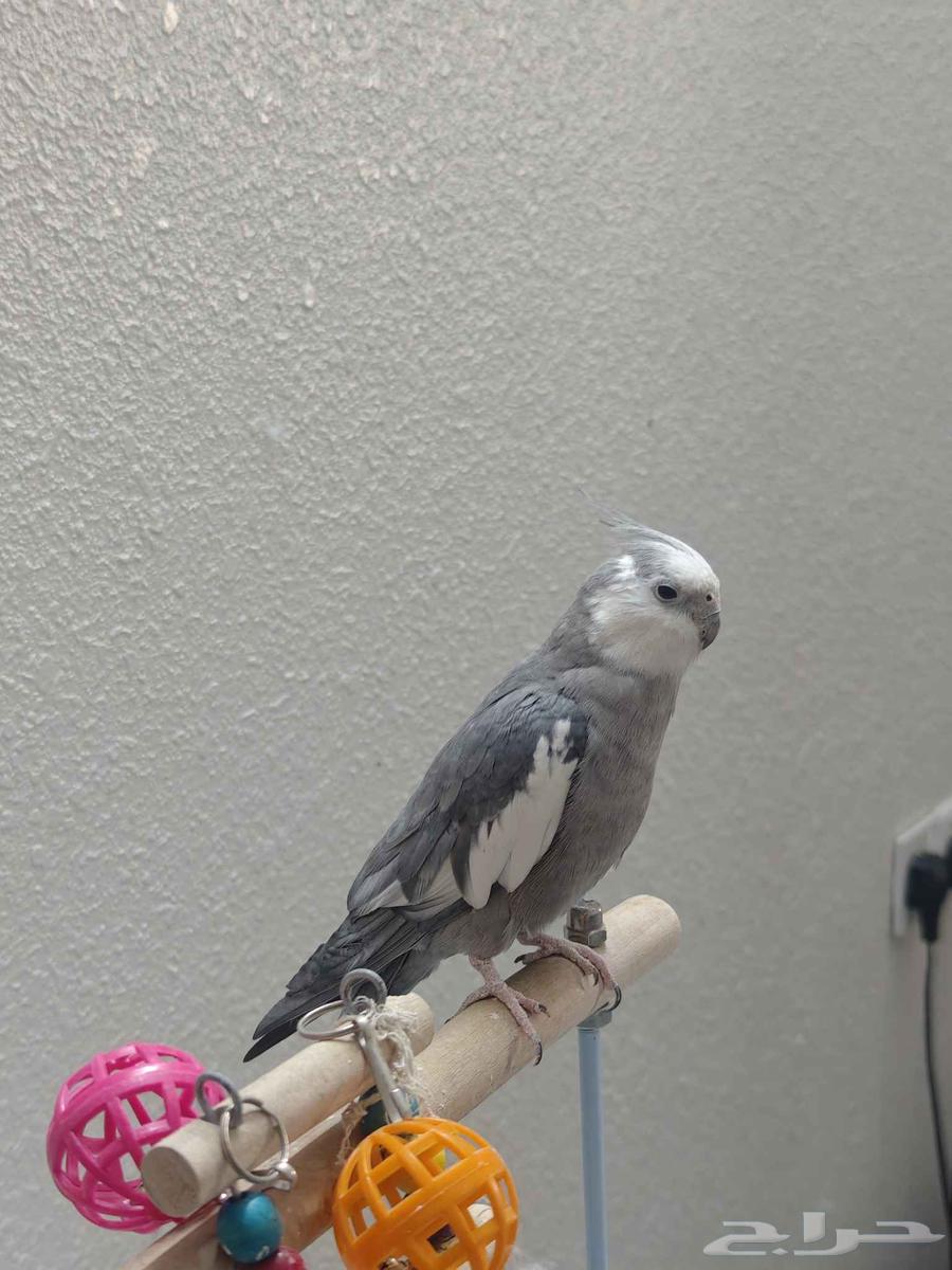 كروان 400 يوجد فيديوهات هو يغني64556847167107111