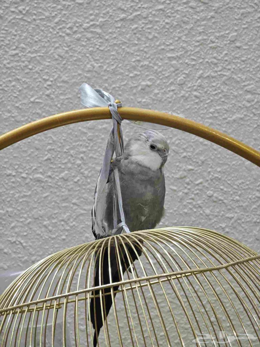 كروان 400 يوجد فيديوهات هو يغني64556847167107114