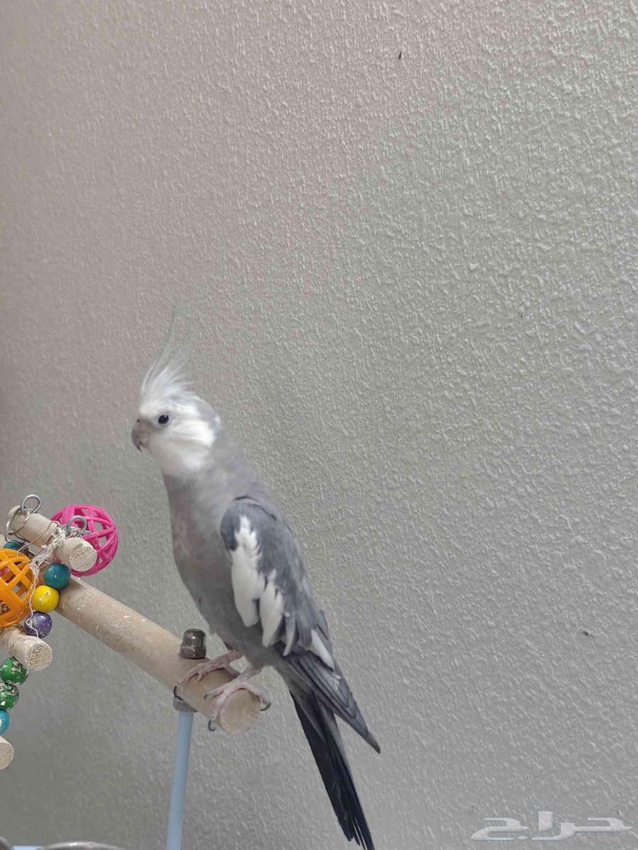 كروان 400 يوجد فيديوهات هو يغني64556847167107110